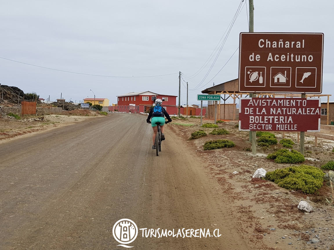 chanaral de aceituno atacama