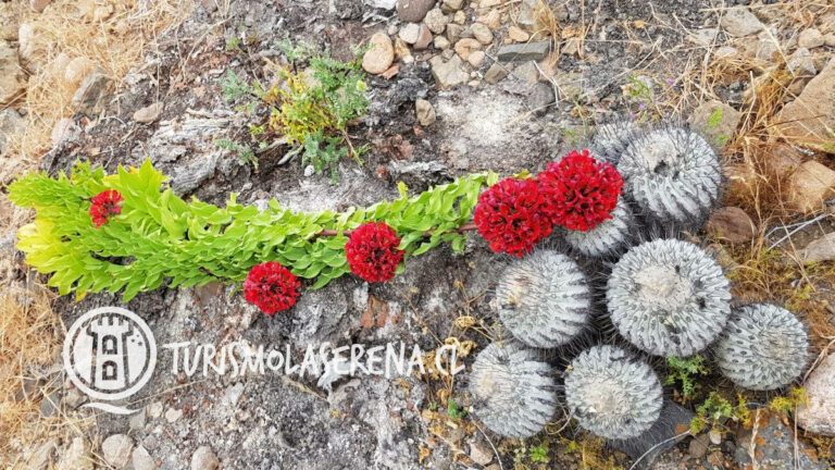 Garra de Leon, Tour Deserto Florido