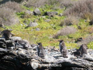 pinguino de humboldt isla choros archipielago