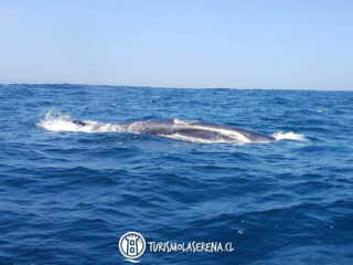 Ballenas en Reserva Marina Chañaral de Aceituno