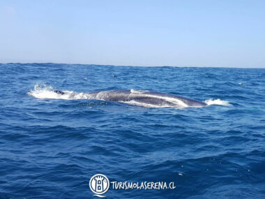 Tour Chañaral de Aceituno, Avistamiento de Ballenas desde La Serena