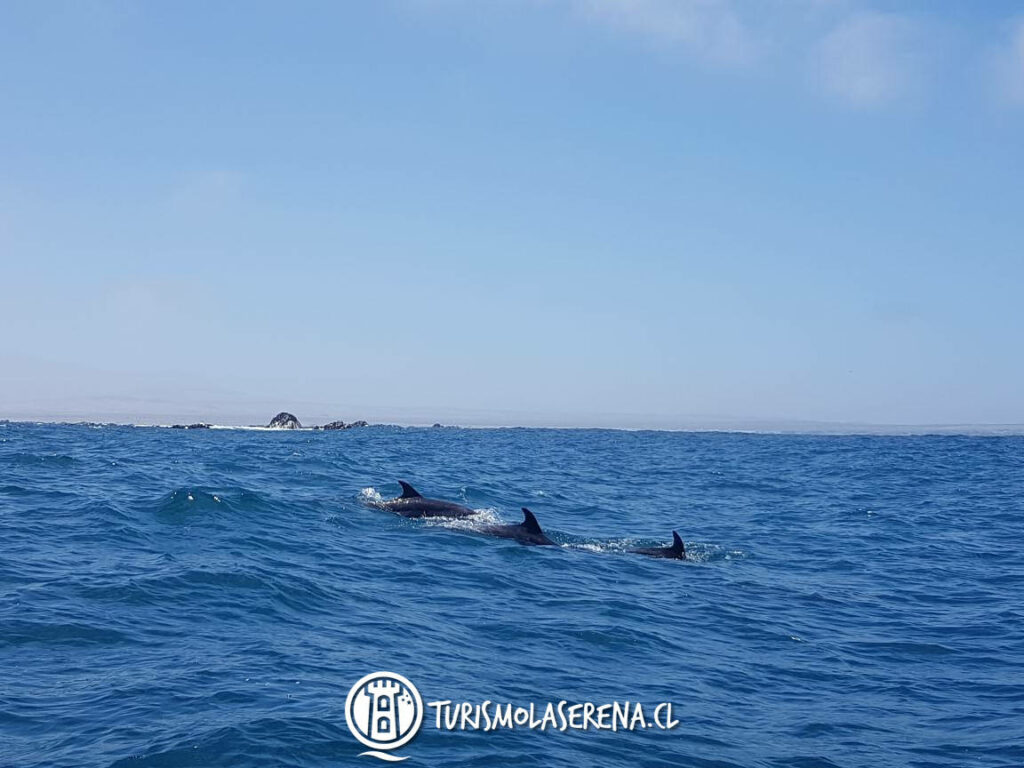 Delfines Nariz de Botella en Reserva Marina Chañaral de Aceituno