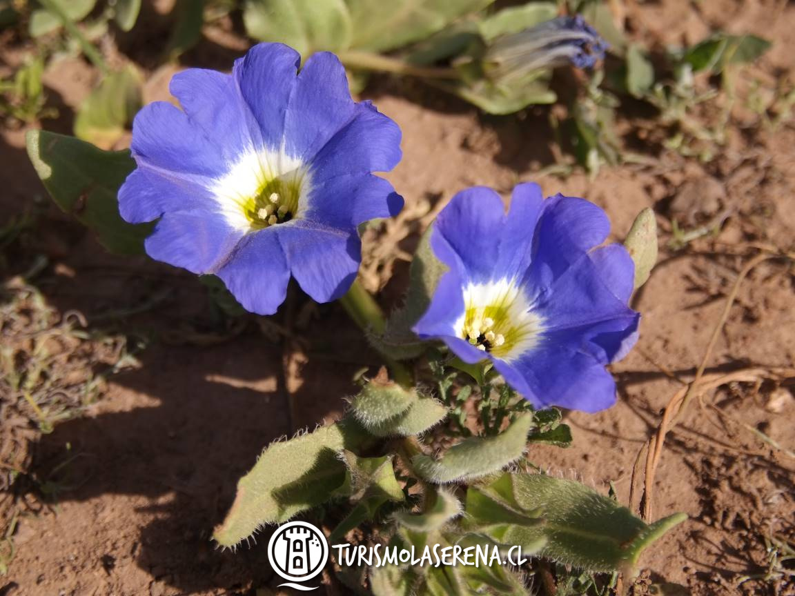 tour desierto florido 2022 desde la serena