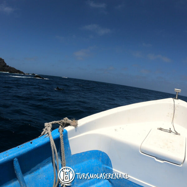 Tour Chañaral de Aceituno - Imagen 5