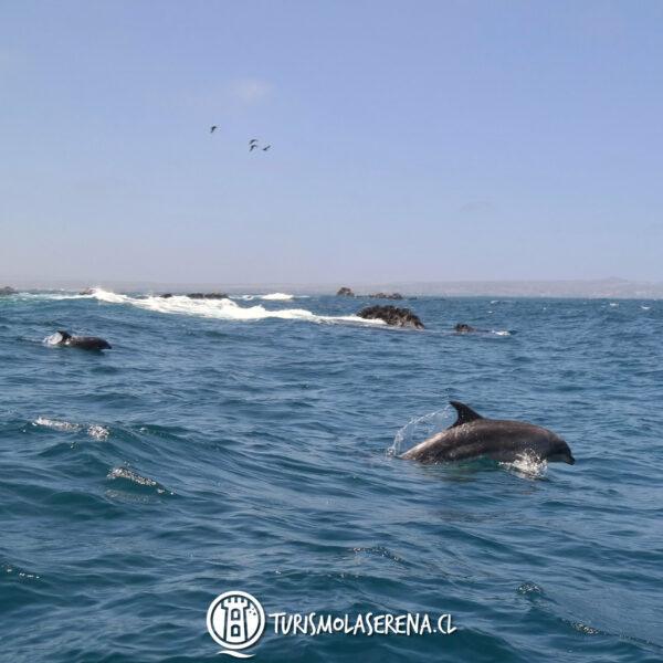 Tour Chañaral de Aceituno - Imagen 6